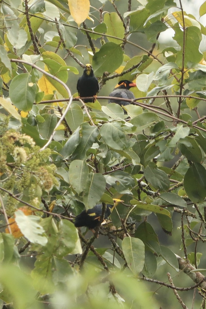 Golden-crested Myna - ML615034160