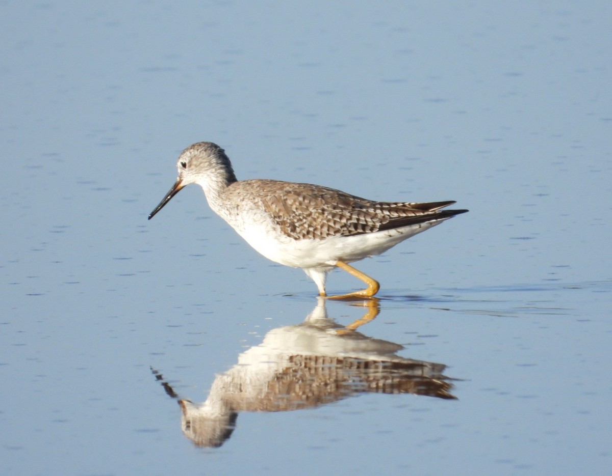 Greater Yellowlegs - ML615034165