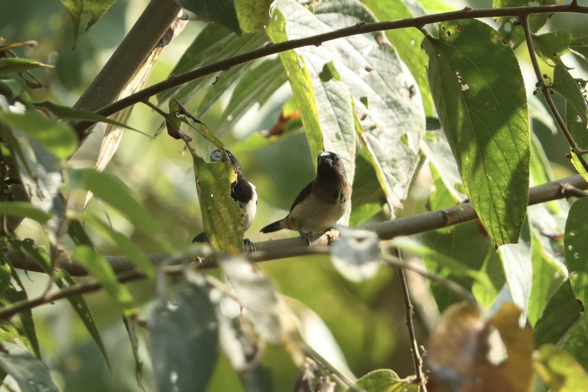 White-rumped Munia - ML615034173