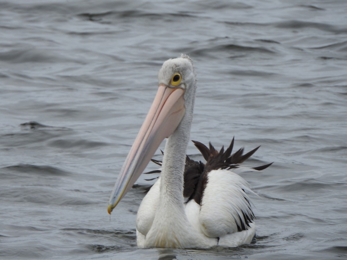 Australian Pelican - ML615034174