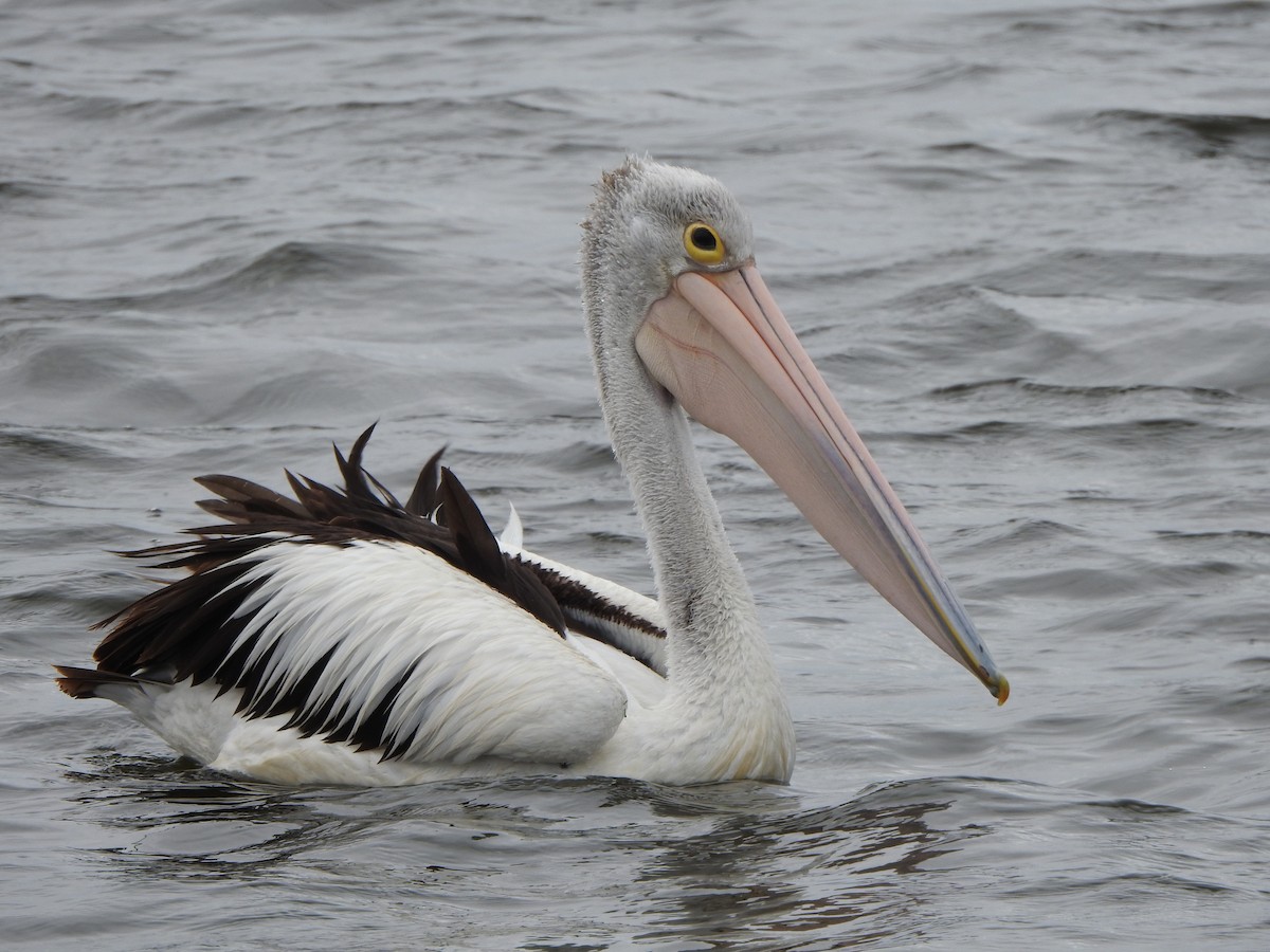 pelikán australský - ML615034175