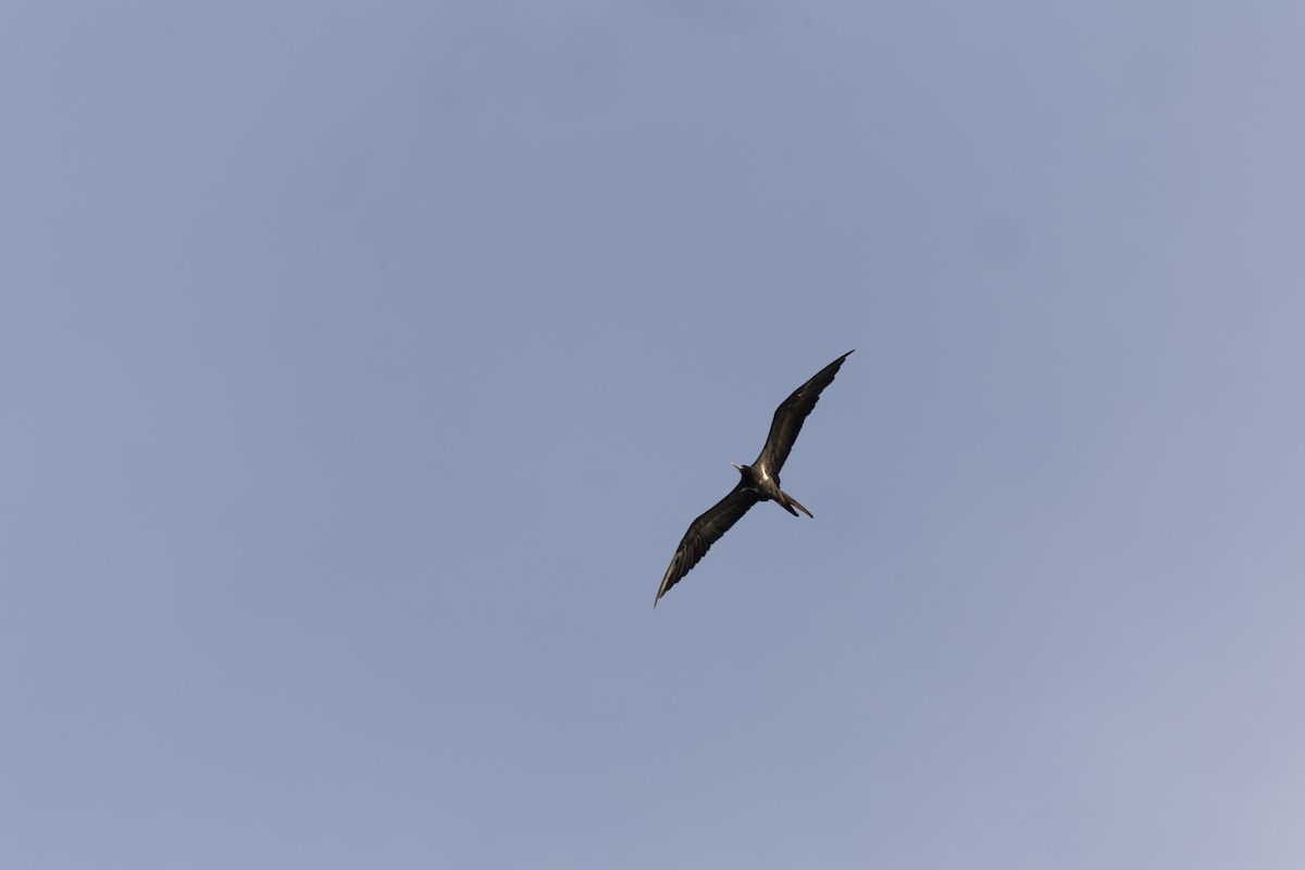 Lesser Frigatebird - ML615034176
