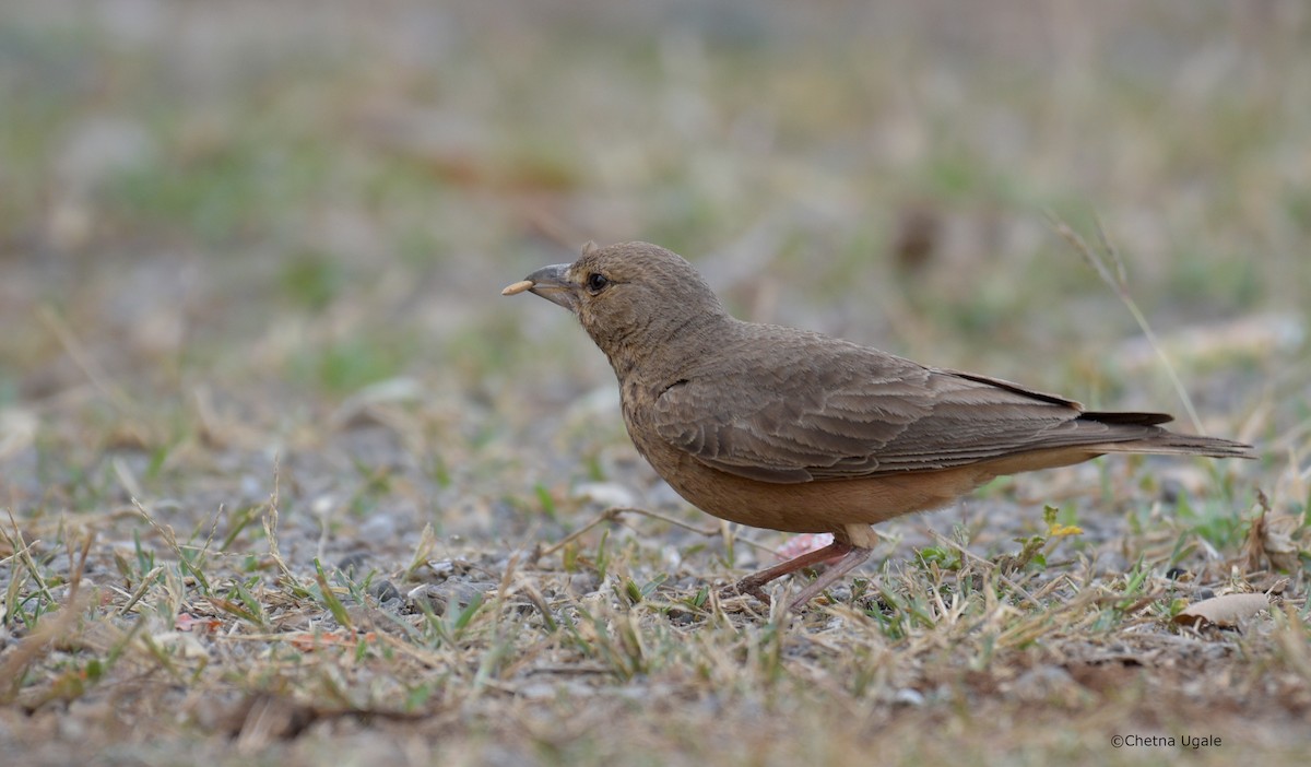 Rufous-tailed Lark - ML615034213