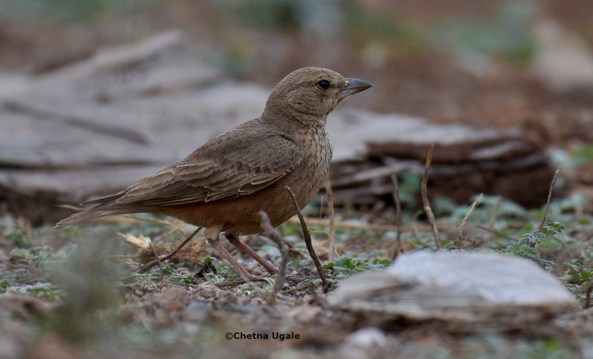 Rufous-tailed Lark - Dr. Chetna Ugale