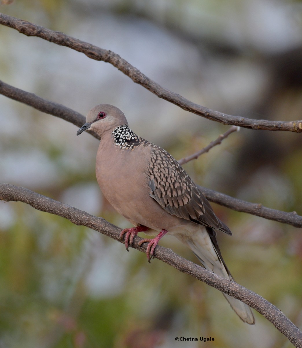 Spotted Dove - ML615034280