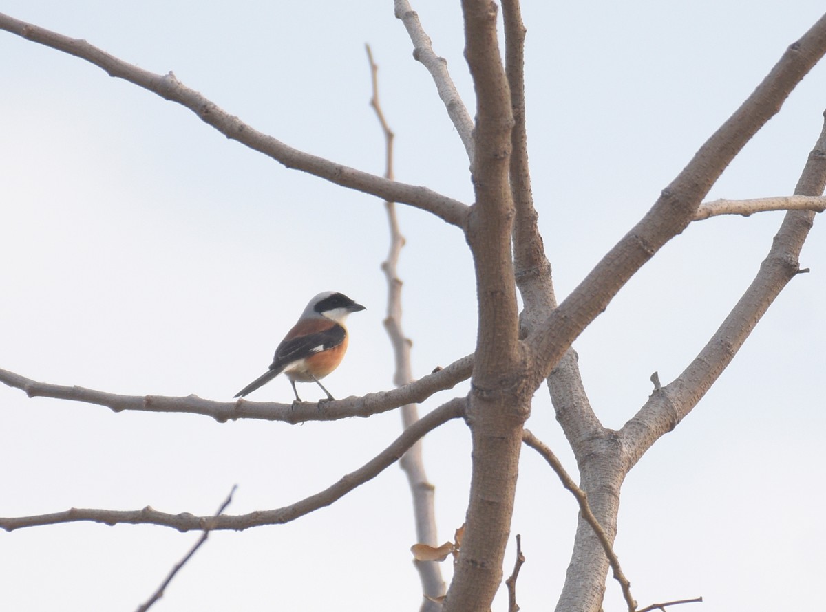 Bay-backed Shrike - ML615034333