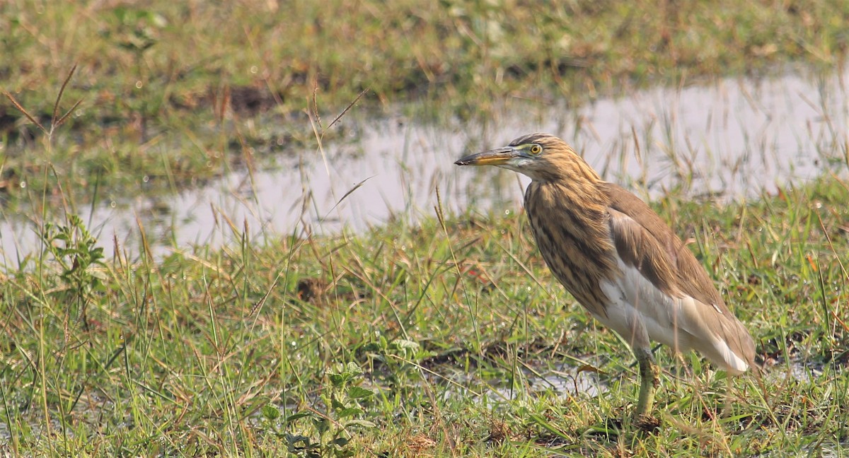 Indian Pond-Heron - Dr Nandini Patil