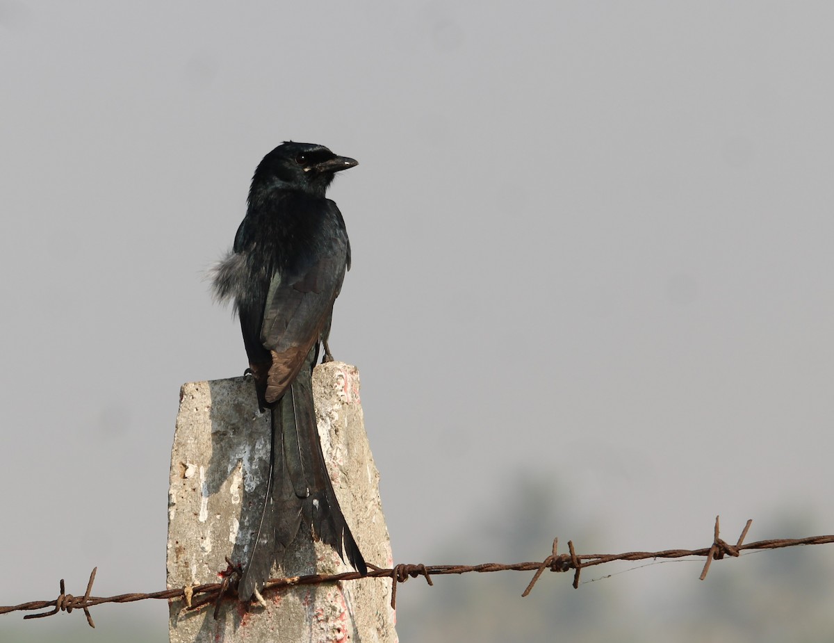 Black Drongo - Dr Nandini Patil