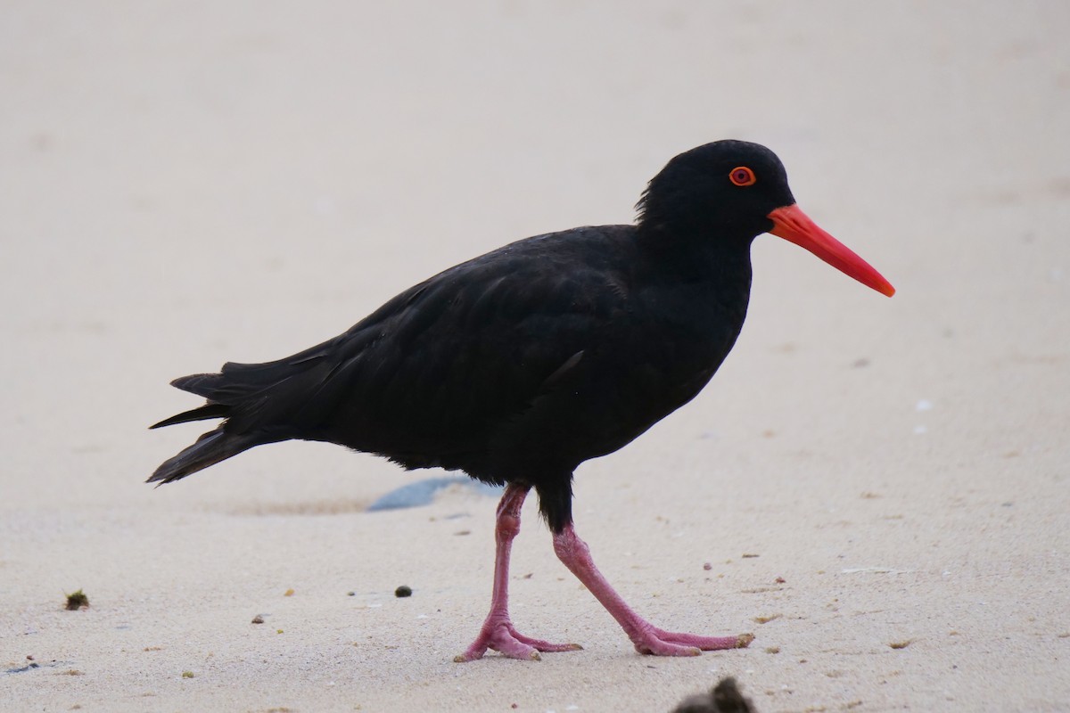 Sooty Oystercatcher - ML615034408