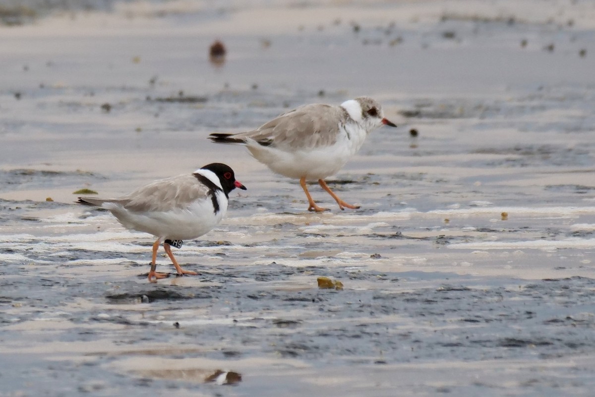 Hooded Plover - Jenny Stiles