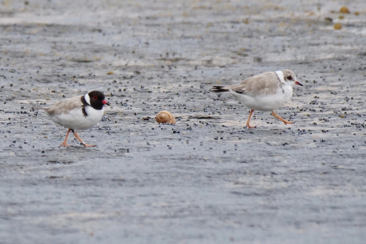 Hooded Plover - Jenny Stiles