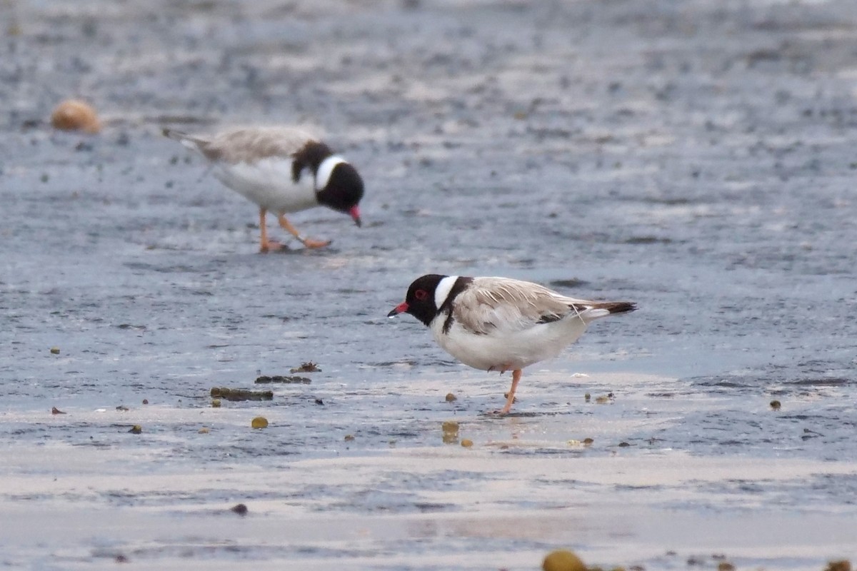 Hooded Plover - ML615034418