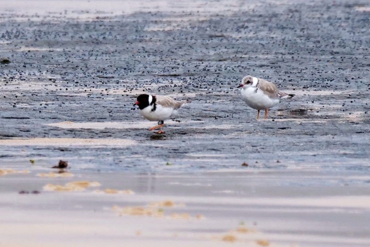 Hooded Plover - ML615034422