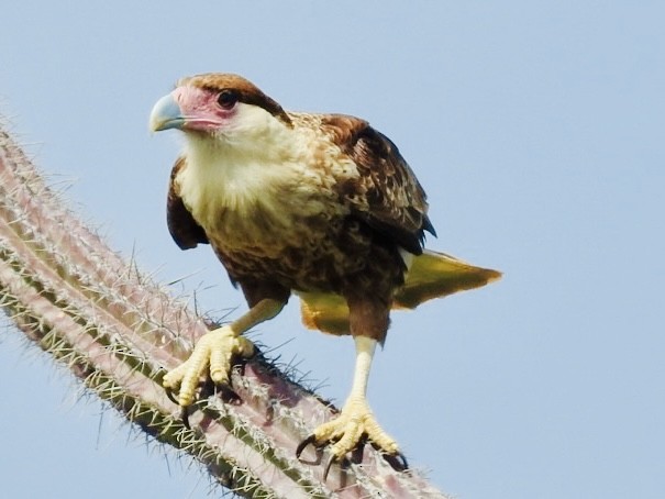 Crested Caracara - ML615034425