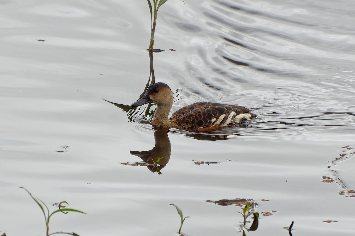 Wandering Whistling-Duck - ML615034433