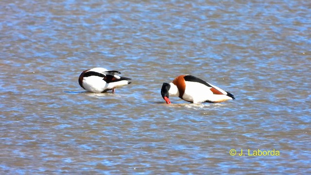 Common Shelduck - ML615034476