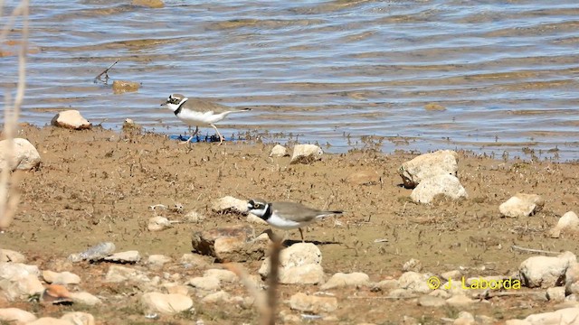 Little Ringed Plover - ML615034488