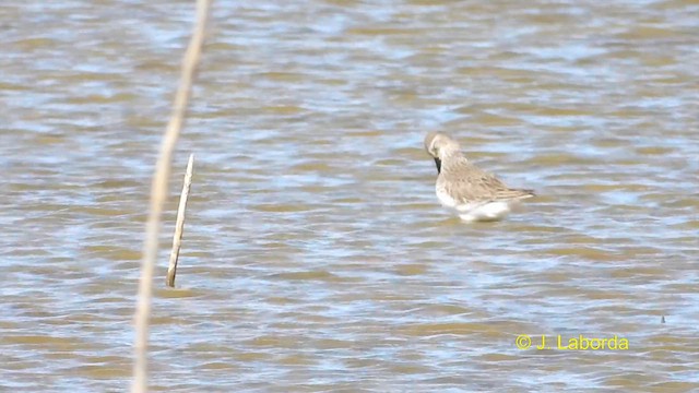 Dunlin - ML615034508