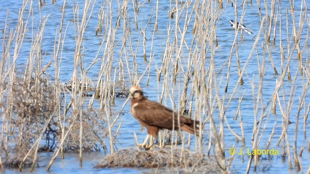 Western Marsh Harrier - ML615034519