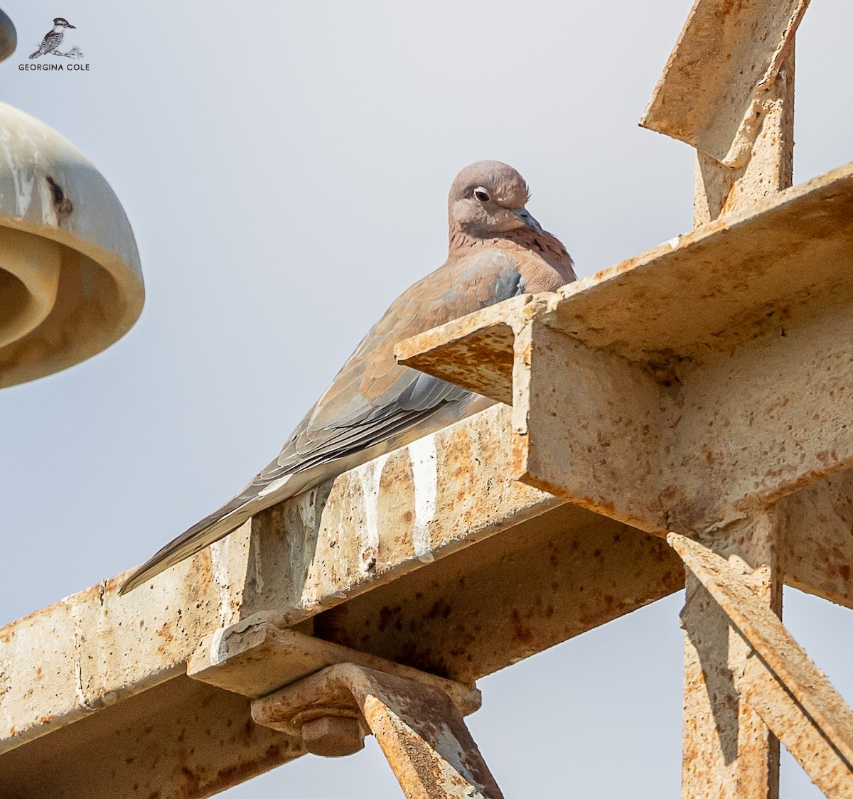 Laughing Dove - ML615034525