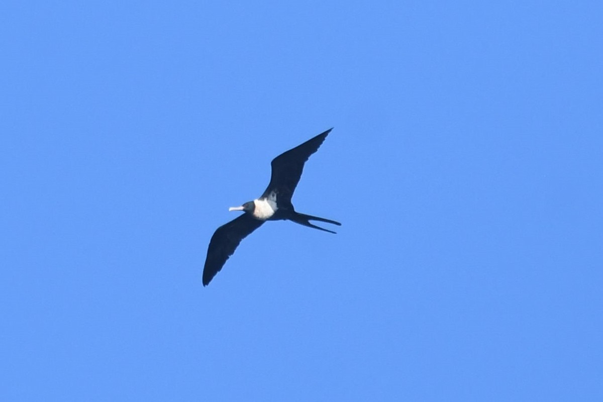 Lesser Frigatebird - ML615034539