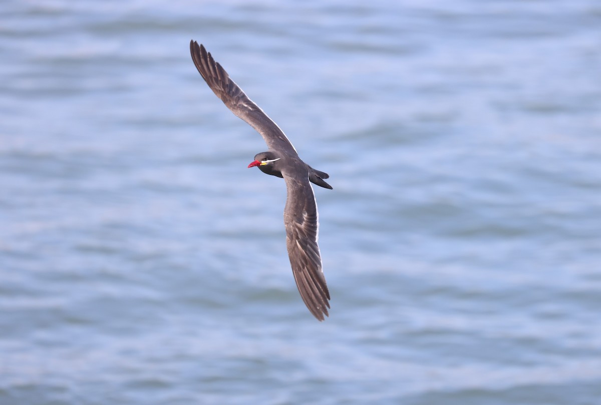 Inca Tern - ML615034570