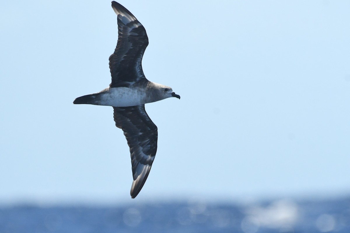 Kermadec Petrel - ML615034587