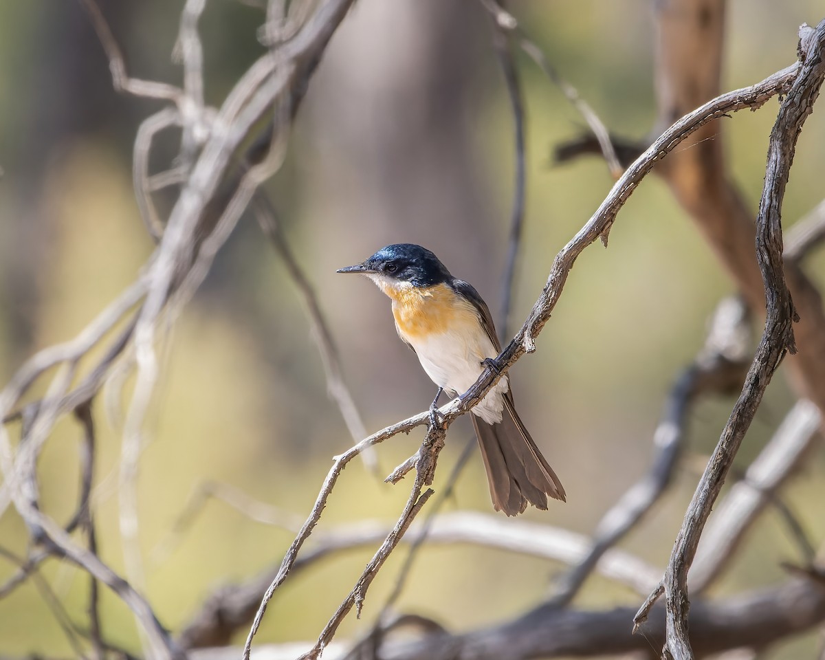 Restless Flycatcher - ML615034642