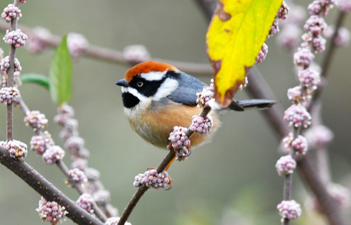 Himalayan Black-lored Tit - ML615034682