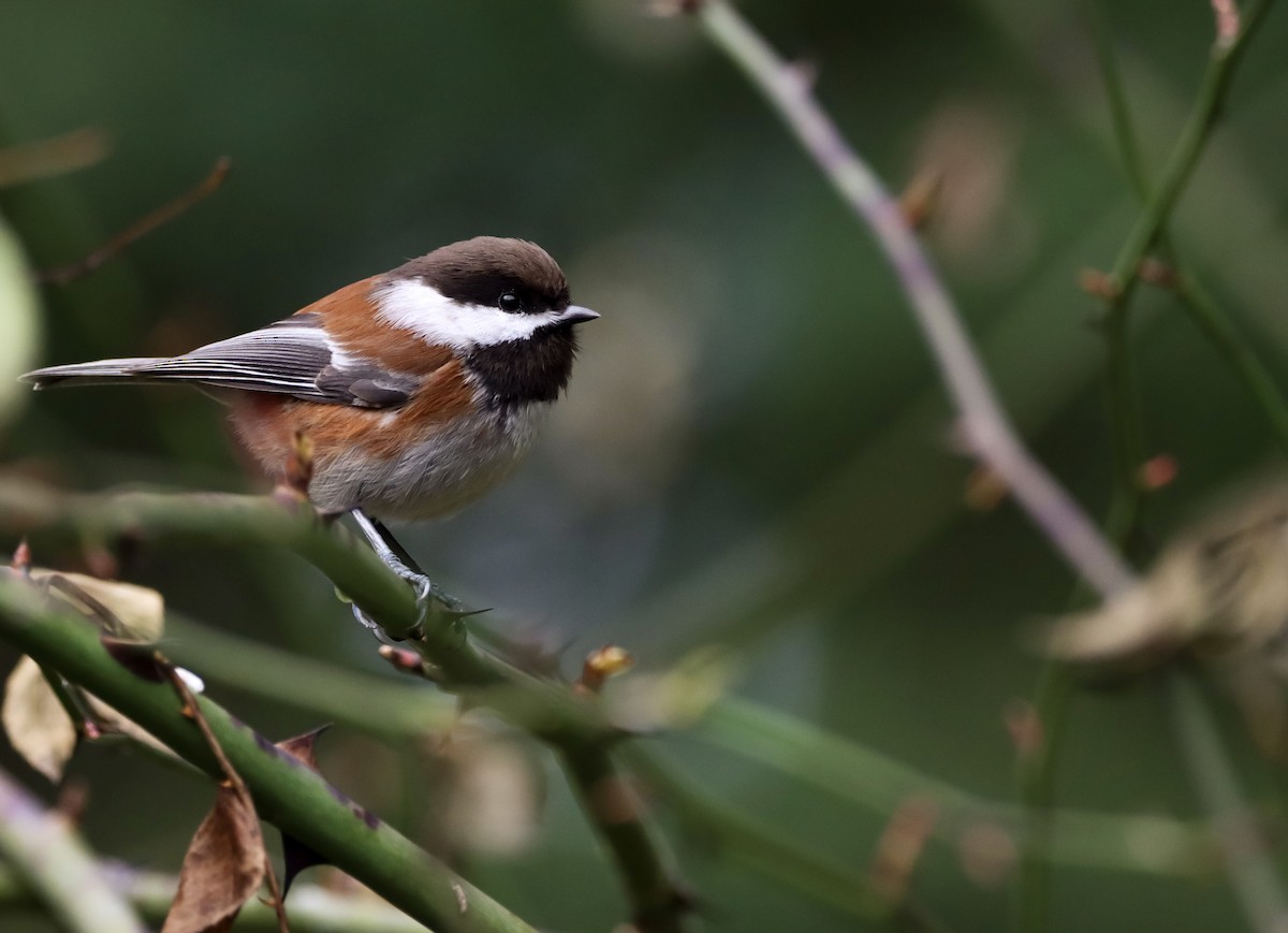 Chestnut-backed Chickadee - Amanda Aman