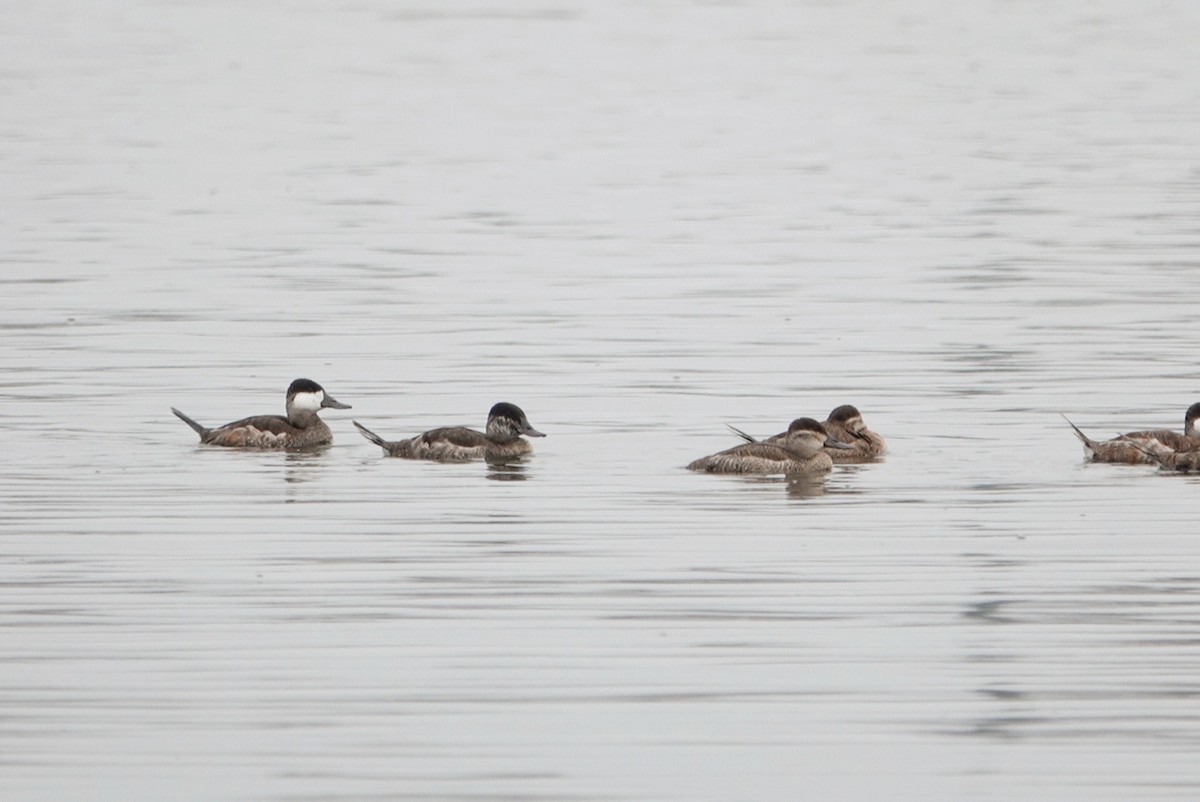 Ruddy Duck - ML615034753