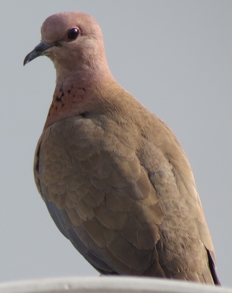 Laughing Dove - ML615034827