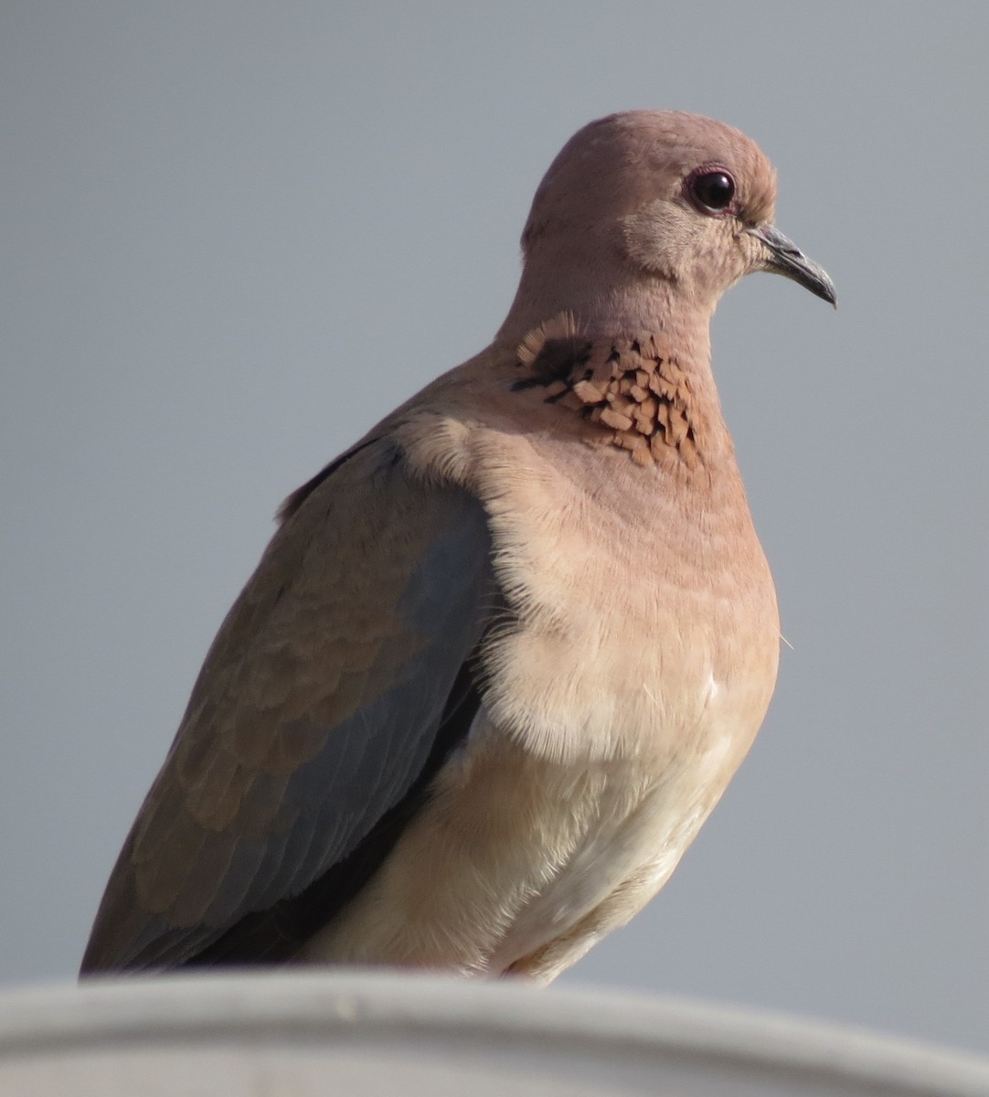Laughing Dove - ML615034828