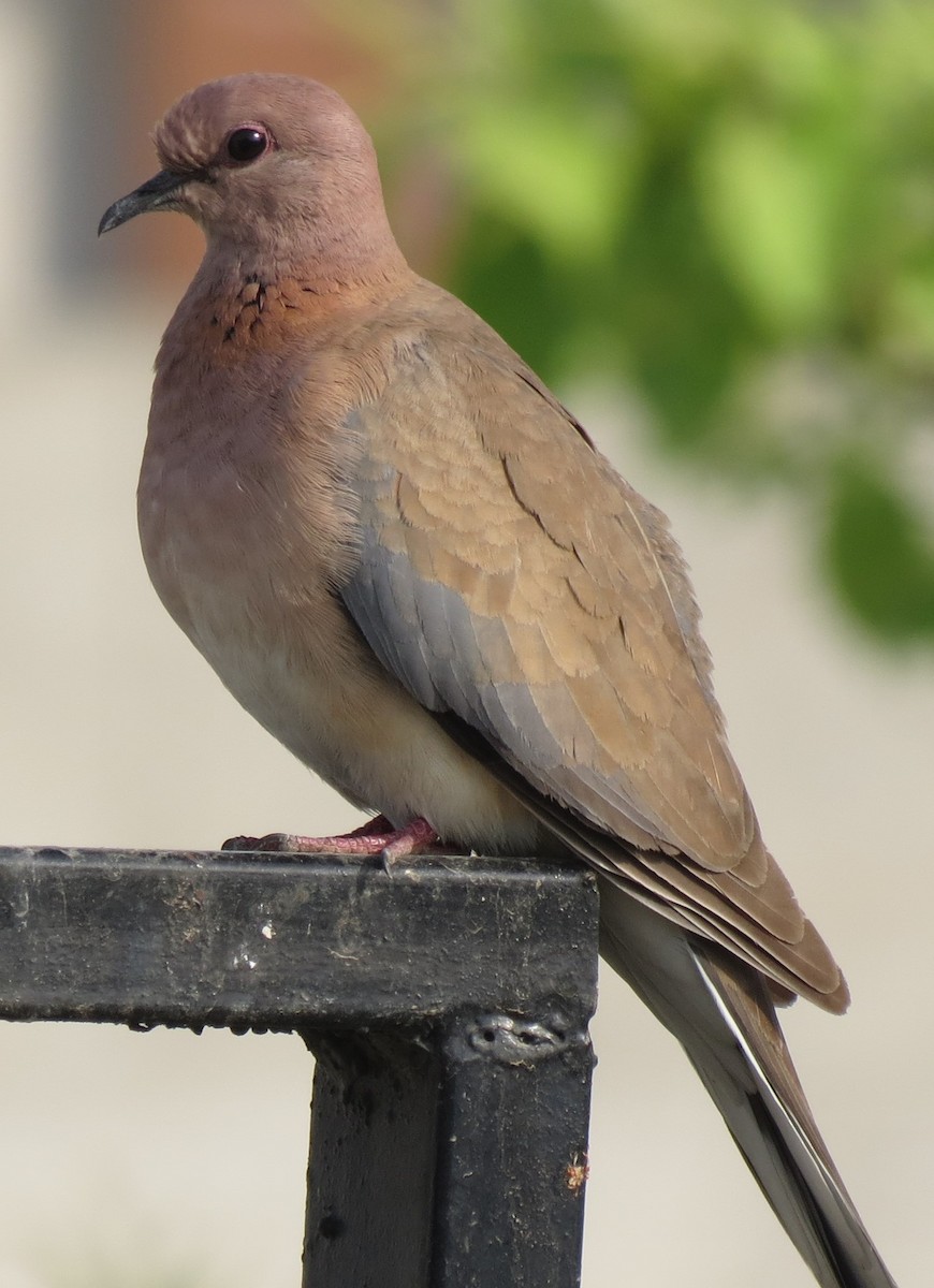 Laughing Dove - ML615034829