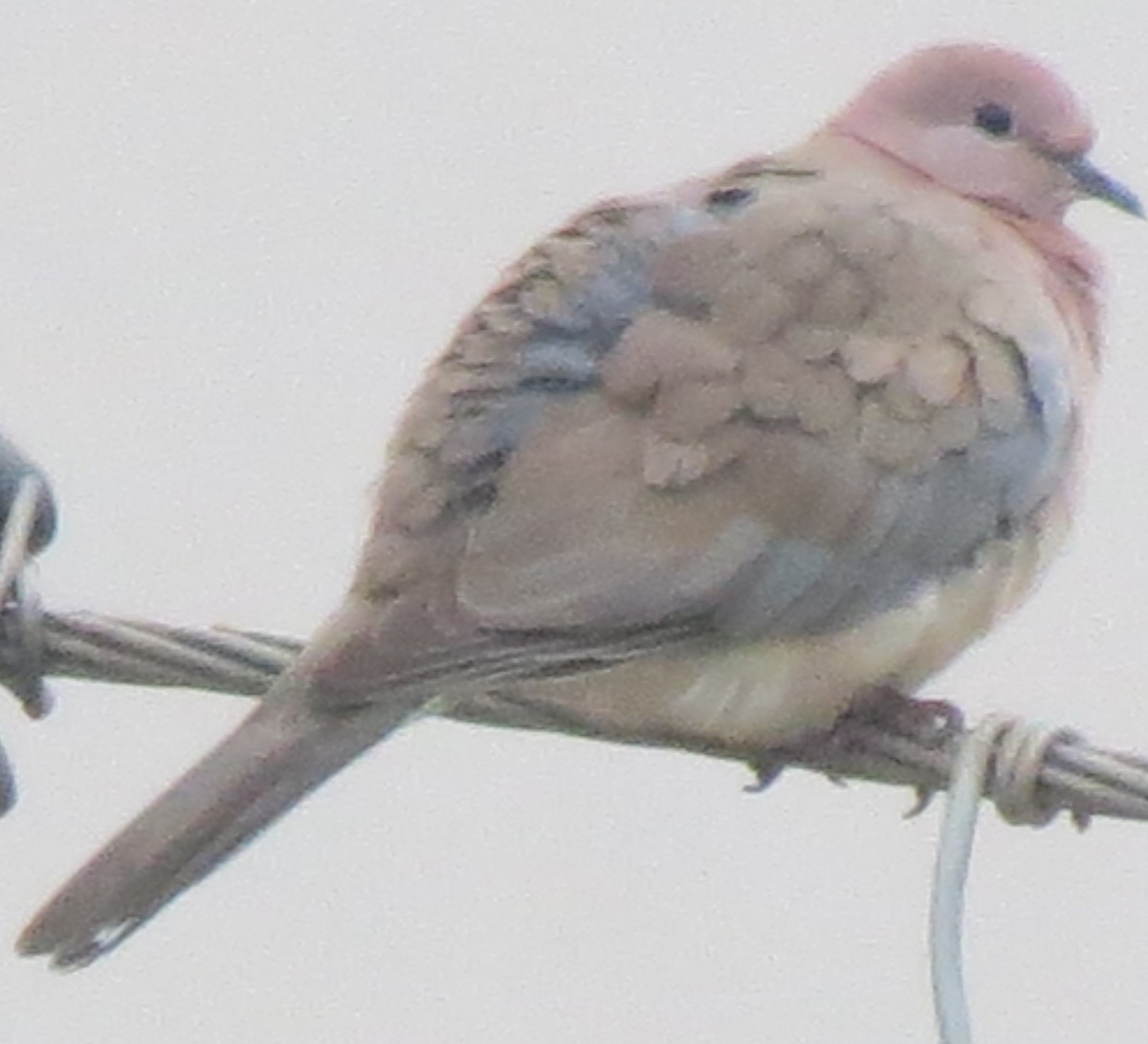 Laughing Dove - ML615034831
