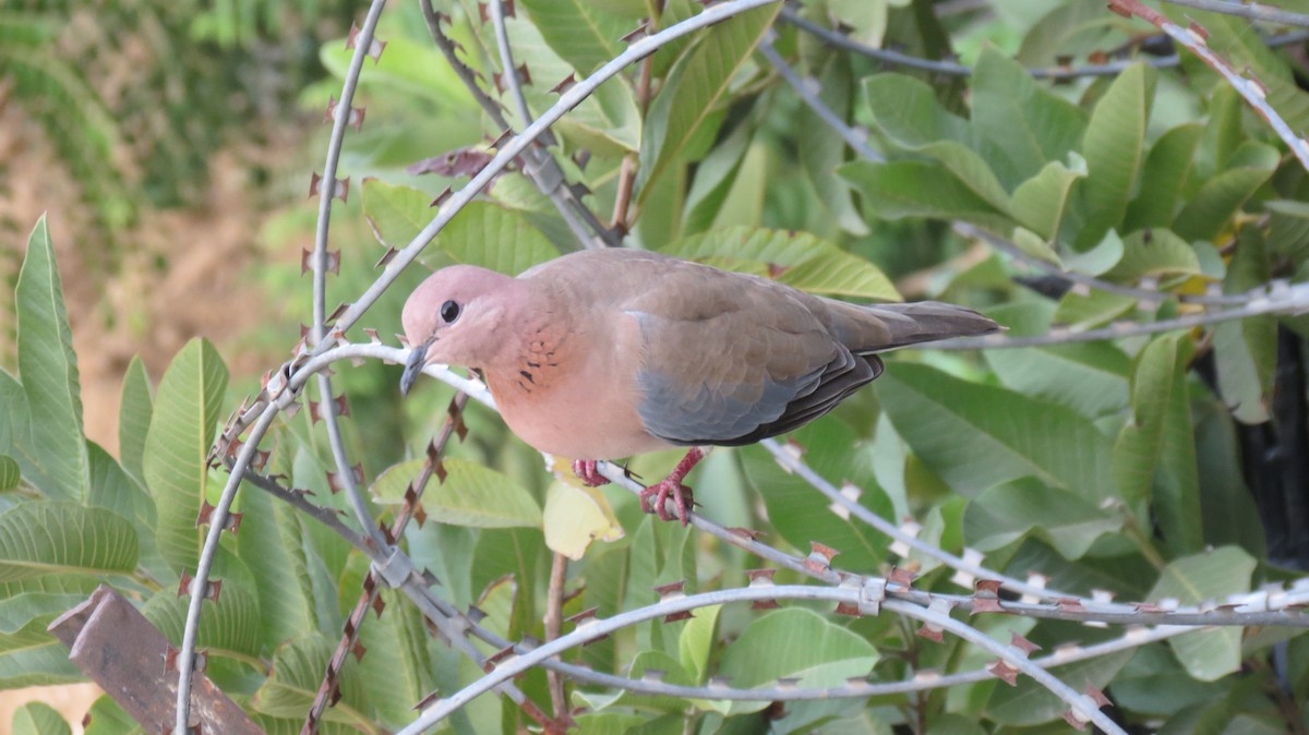 Laughing Dove - ML615034833