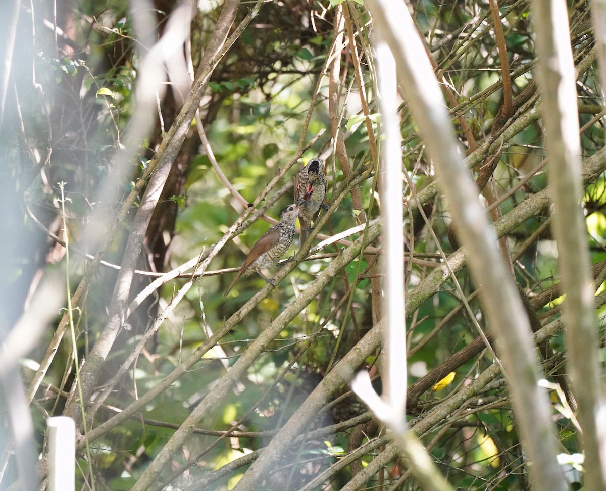 Regent Bowerbird - ML615034844