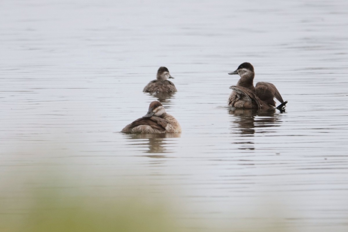 Ruddy Duck - ML615034977