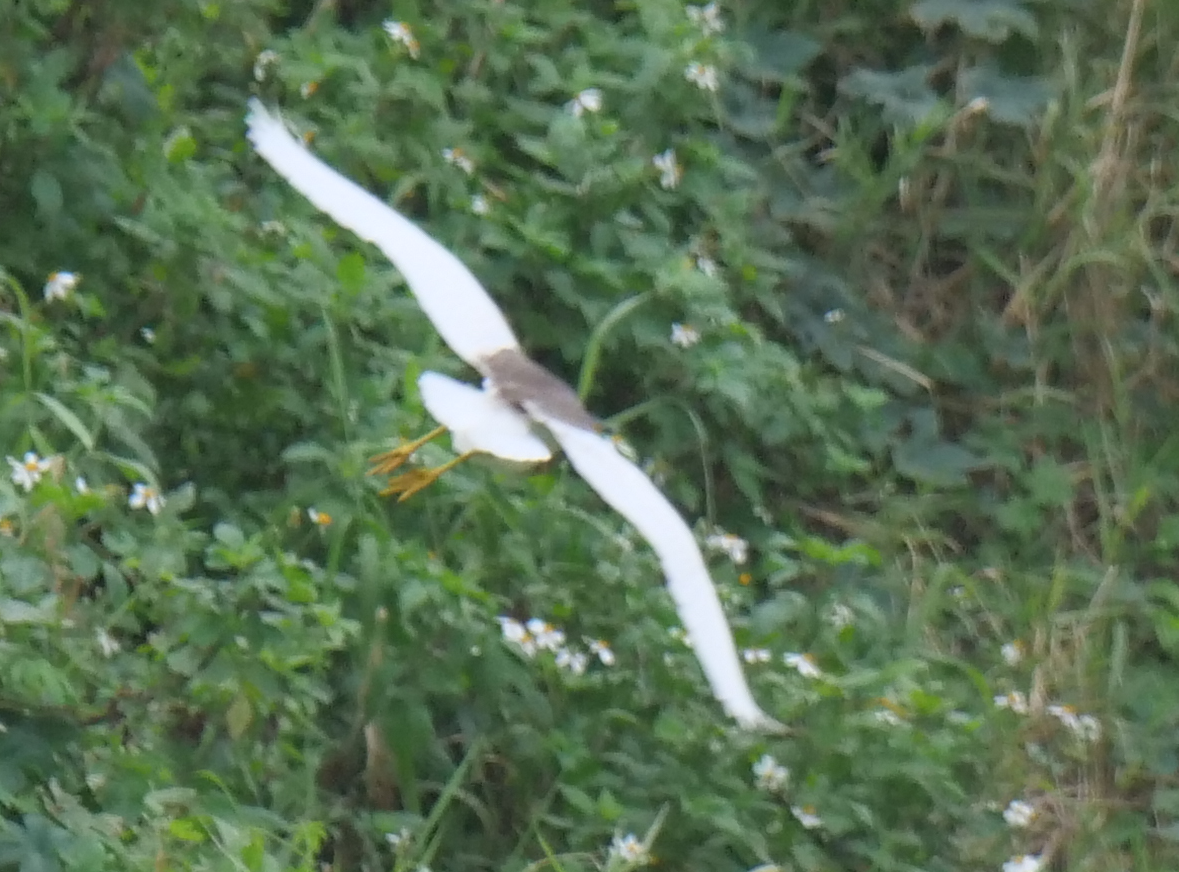 Chinese Pond-Heron - ML615034989