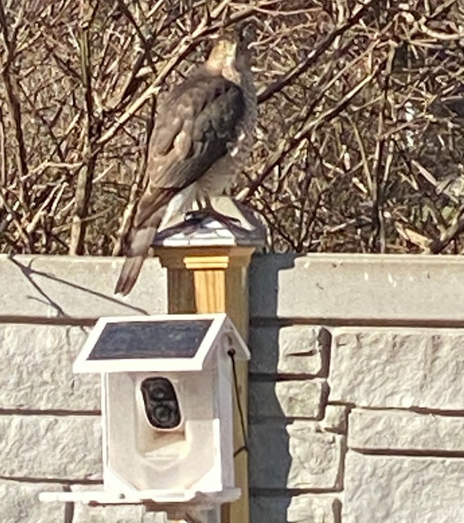 Cooper's Hawk - ML615035008