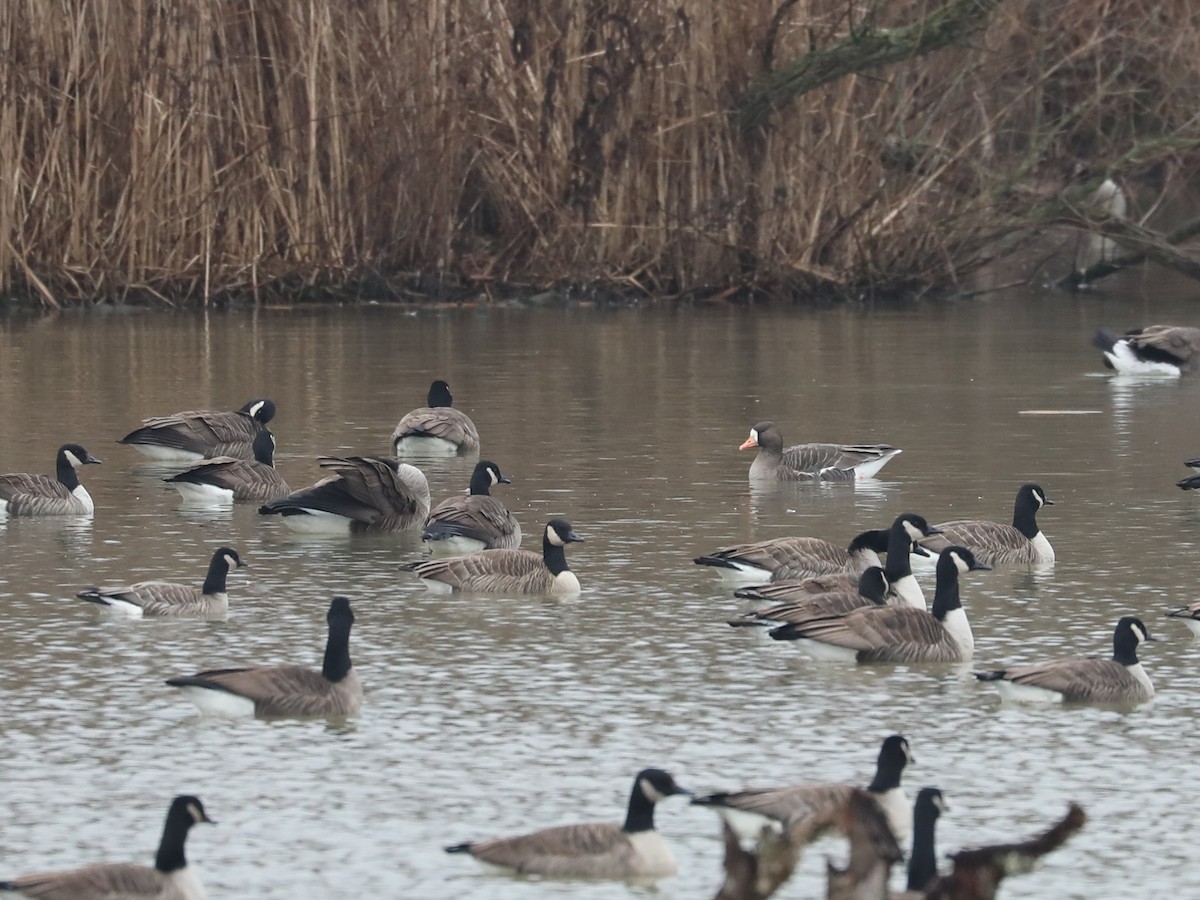 Greater White-fronted Goose - ML615035075
