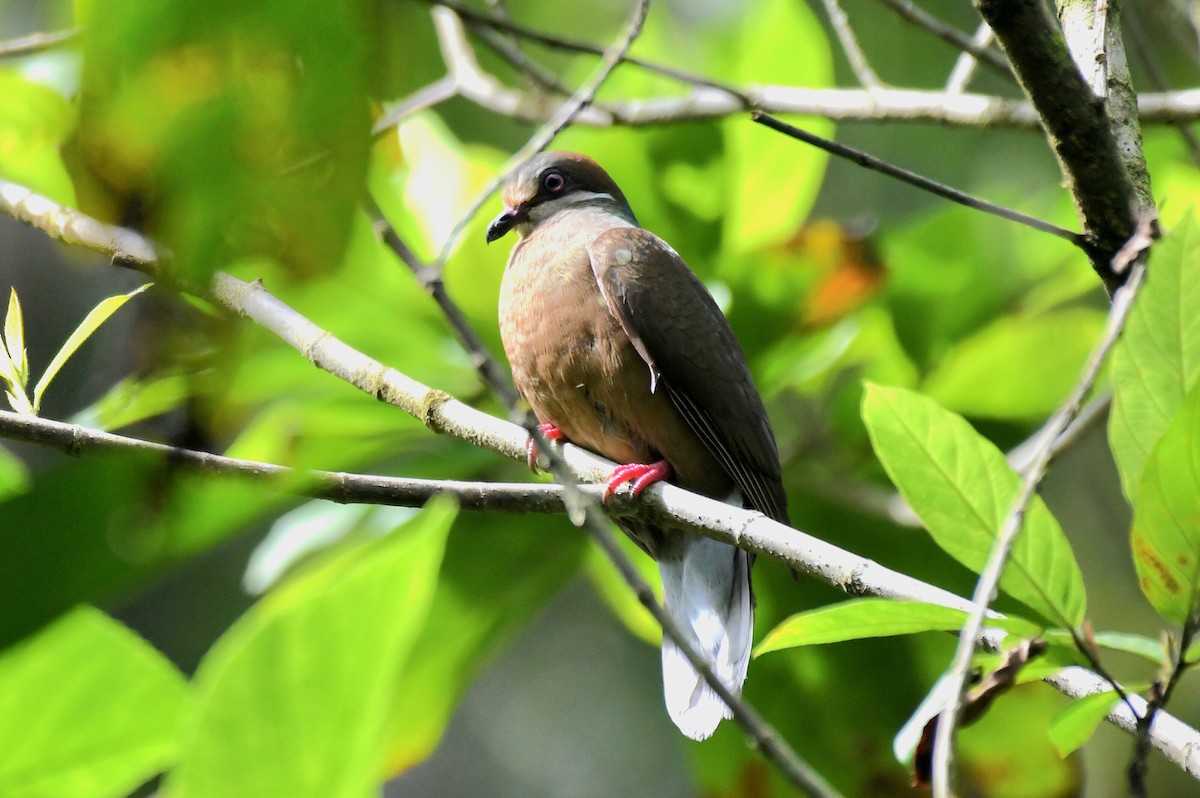 holub okrovohrdlý (ssp. brevirostris/occipitalis) - ML615035134