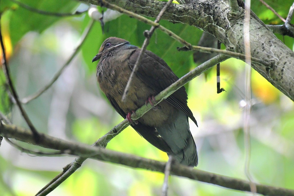 holub okrovohrdlý (ssp. brevirostris/occipitalis) - ML615035136