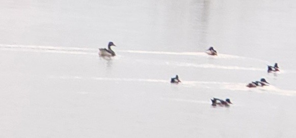 Greater White-fronted Goose - Sze On Ng (Aaron)