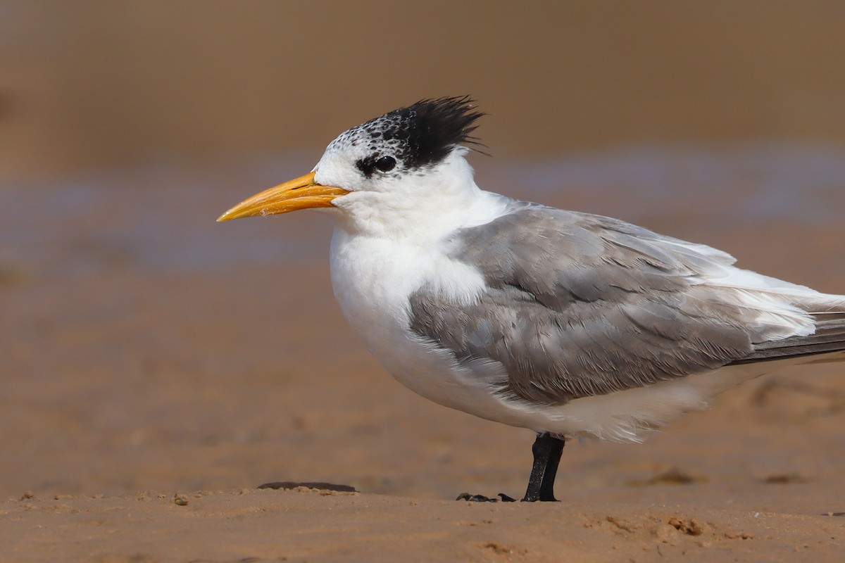 Great Crested Tern - ML615035165