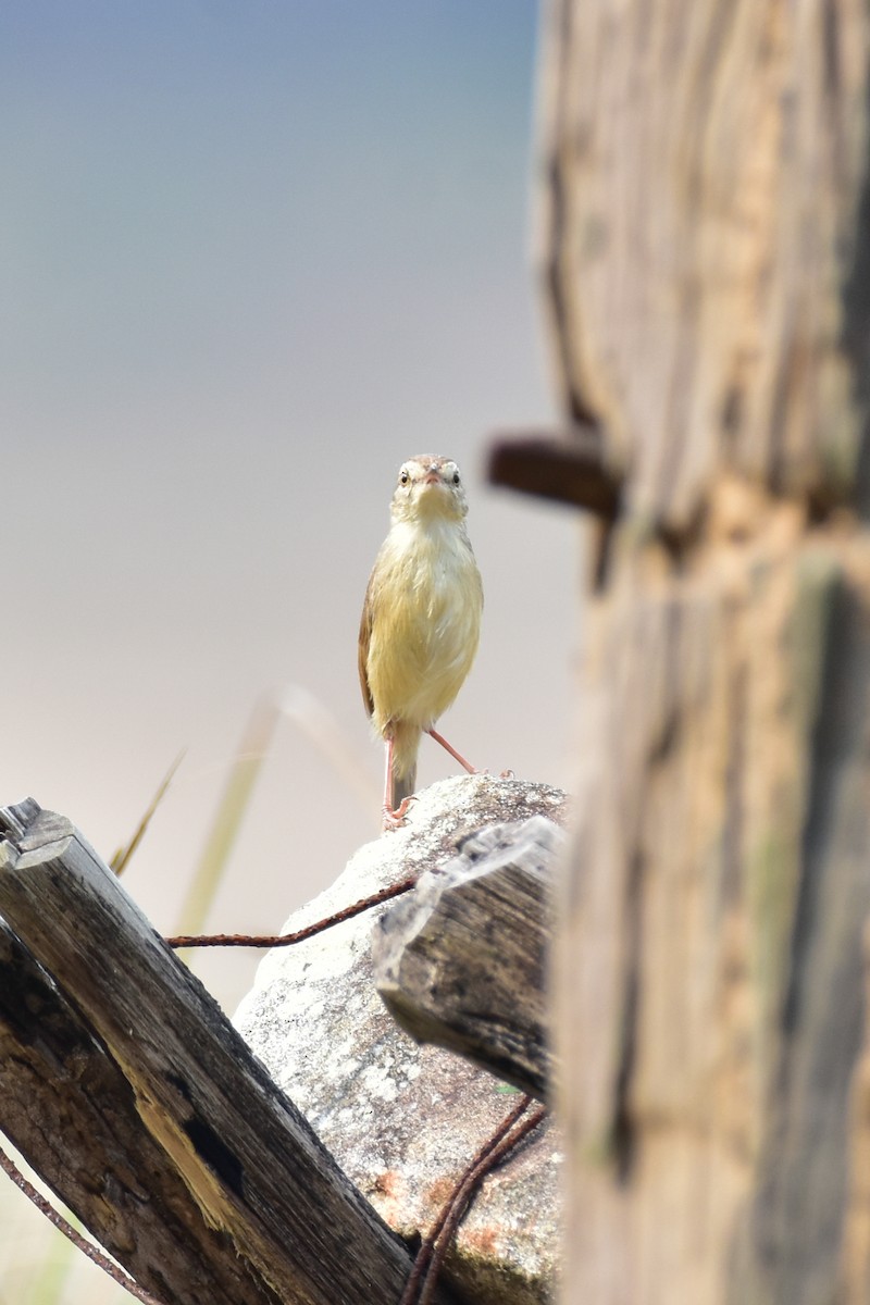 Plain Prinia - Lokesh Lakhorkar