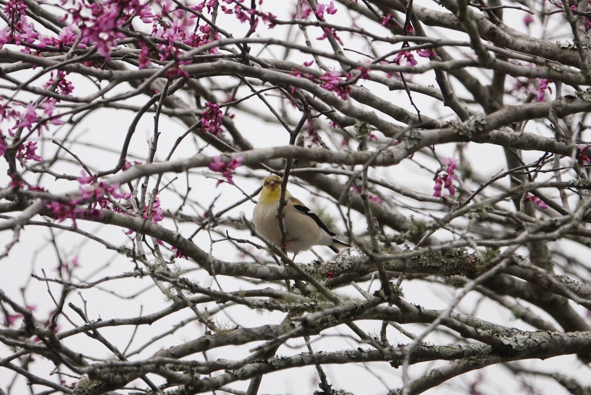 American Goldfinch - ML615035209