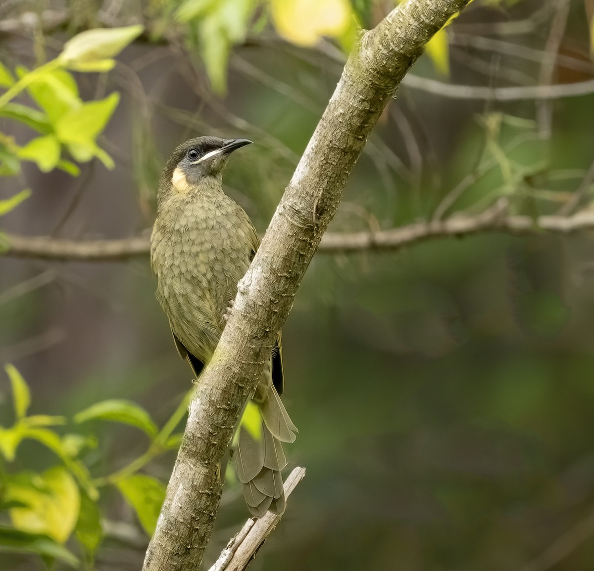 Lewin's Honeyeater - ML615035333