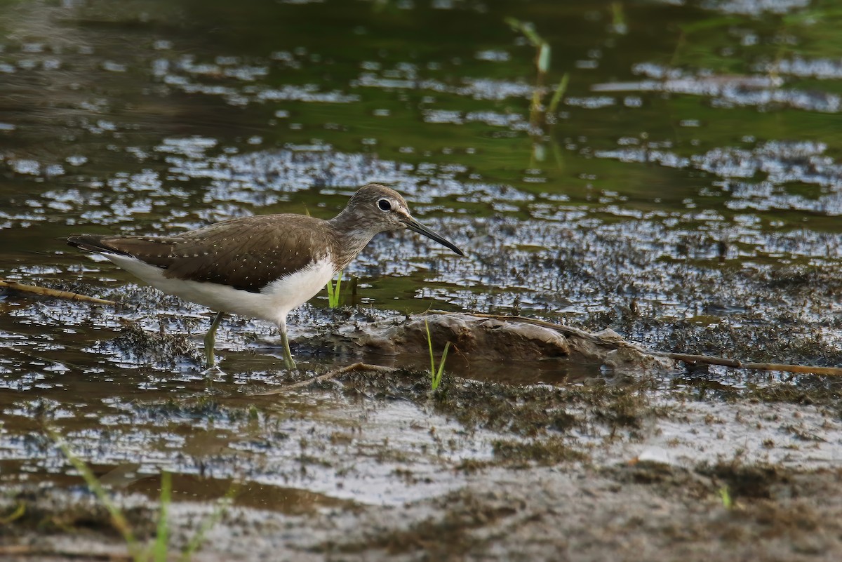 Green Sandpiper - ML615035364