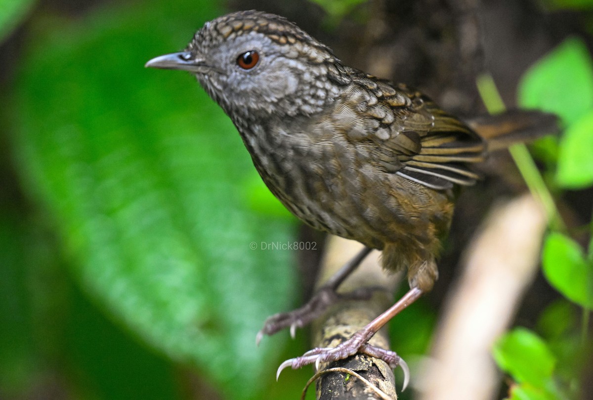 Streaked Wren-Babbler - ML615035420